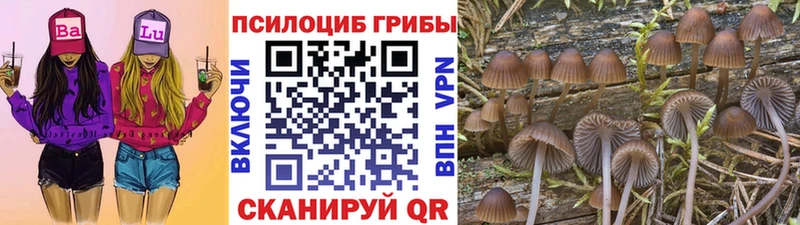 Псилоцибиновые грибы прущие грибы  где купить наркотик  Осташков 